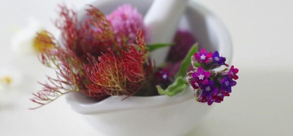 PhytothÃƒÂ©rapie : les remÃƒÂ¨des de grand-mÃƒÂ¨re validÃƒÂ©s par la science (confÃƒÂ©rence)